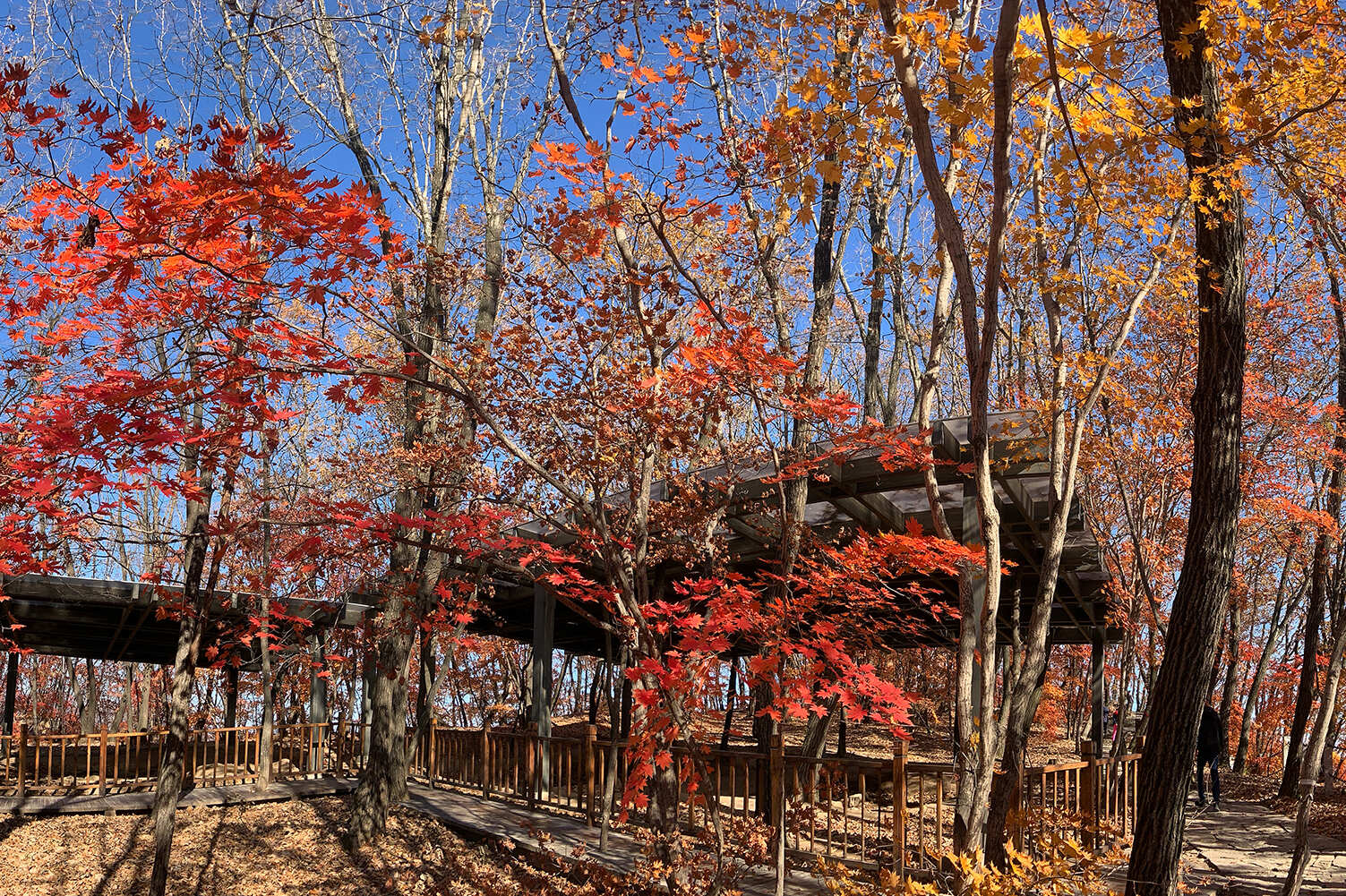 五女山秋天